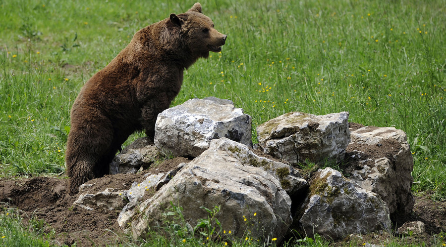 Young bear sabotages 3,000-strong Finnish army drill prompting them to take cover