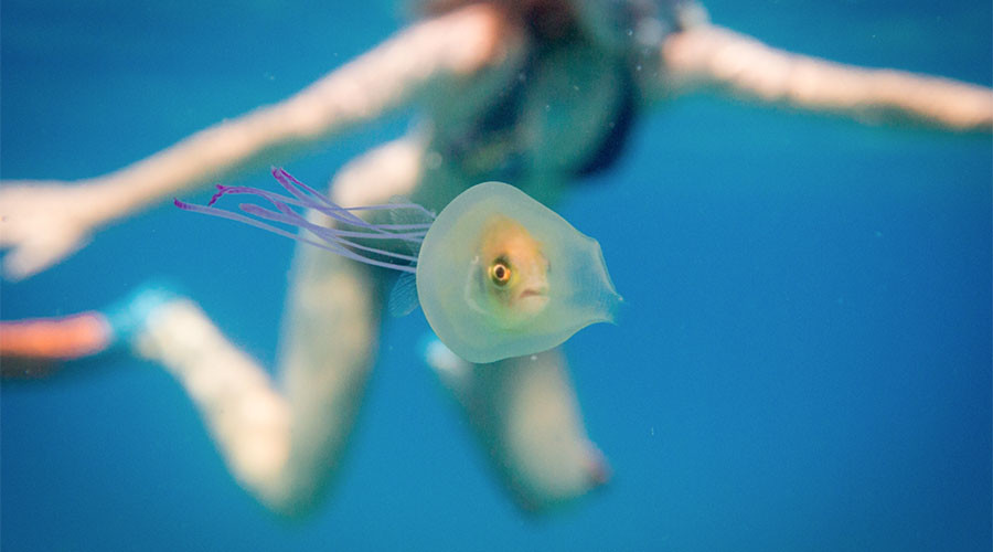 Amazing underwater images show little fish trapped alive inside jellyfish (PHOTOS)