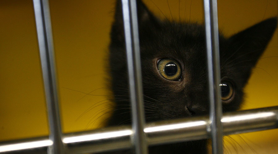 US Navy accused of ‘disappearing’ cats in Spain