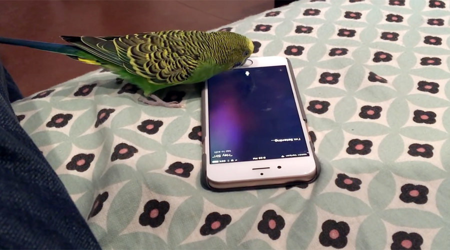 iPhone has Siri-ous conversation with parakeet (VIDEO)