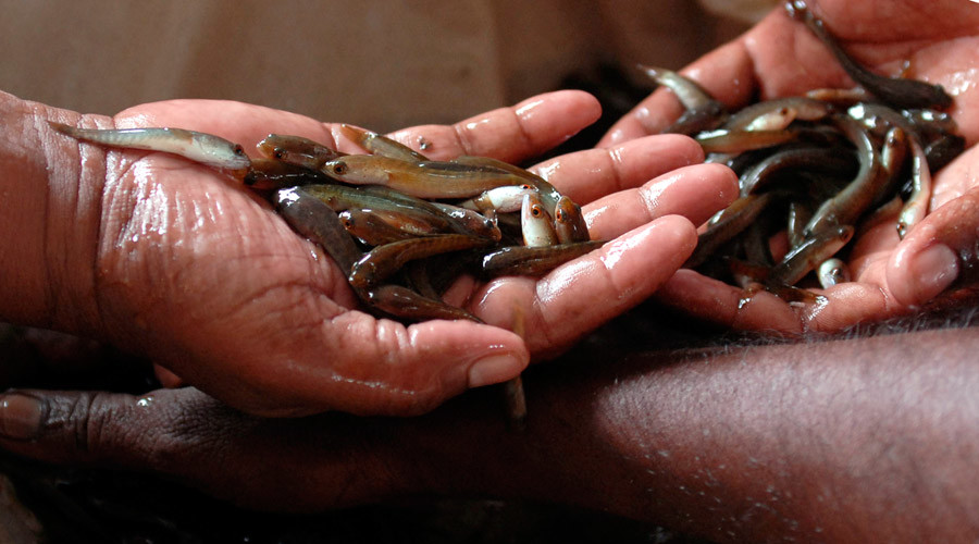 Holy cod: India’s cult cure for respiratory illness includes swallowing live fish (VIDEO)