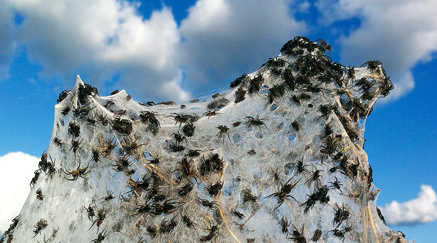 Arachnids above: Army of spiders colonize treetops to escape deadly floods (PHOTOS, VIDEO)