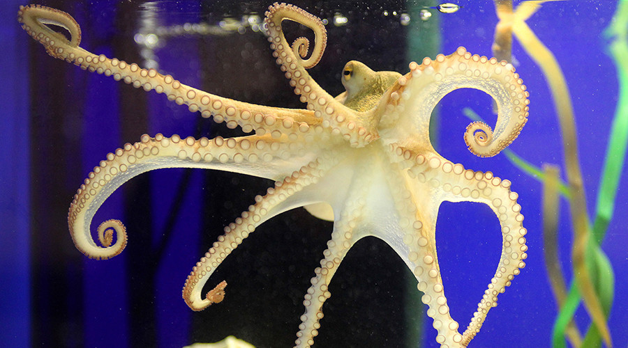 Paul the Octopus or Bob the Sloth: Who’s your favorite psychic animal from the world of sports?