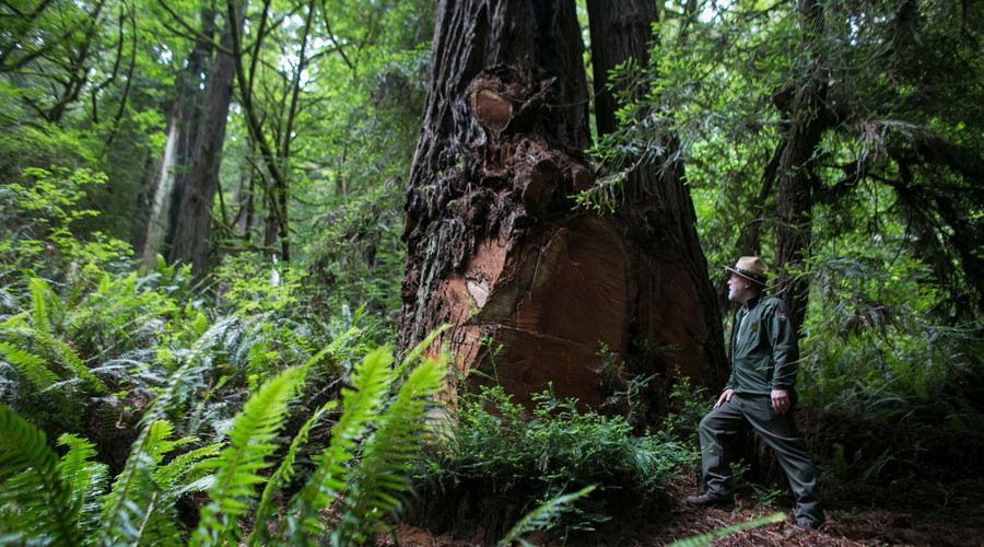 Old growth trees spiked by eco-warriors in Oregon to stop logging