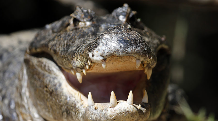 Gator attacks 2yo boy & drags him into water near Disney’s Orlando resort