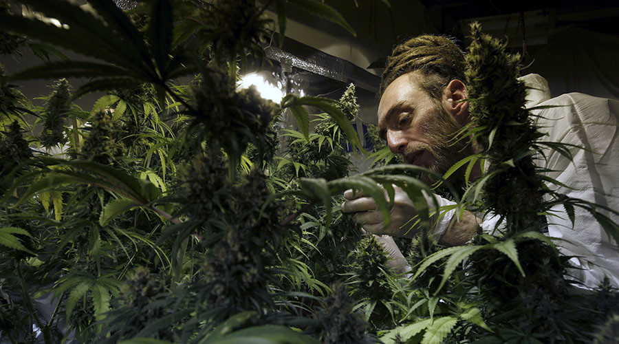 Huge cannabis farm hidden in traveler site renovated with govt money