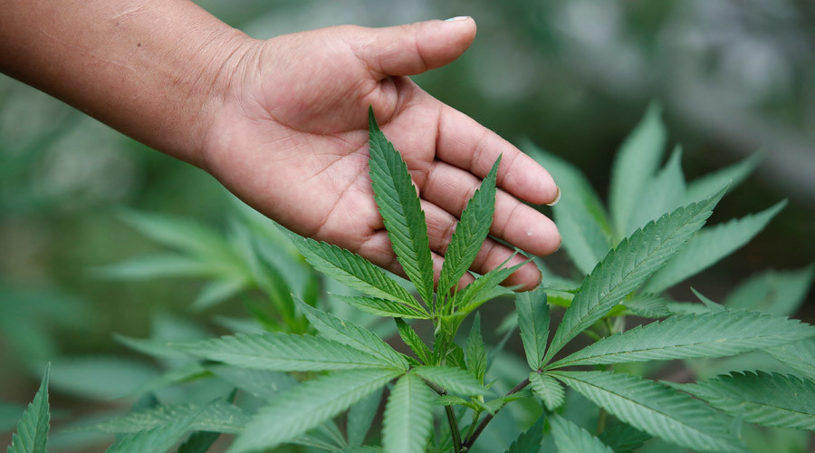 Microsoft builds software for legal marijuana industry