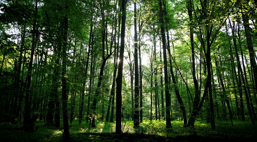 Poland in trouble with EU over tree-clearing at UNESCO-protected forest