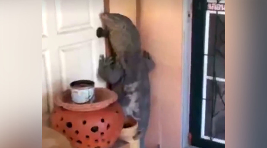 Giant monitor lizard tries to break into Thai home as horrified family looks on (VIDEO)