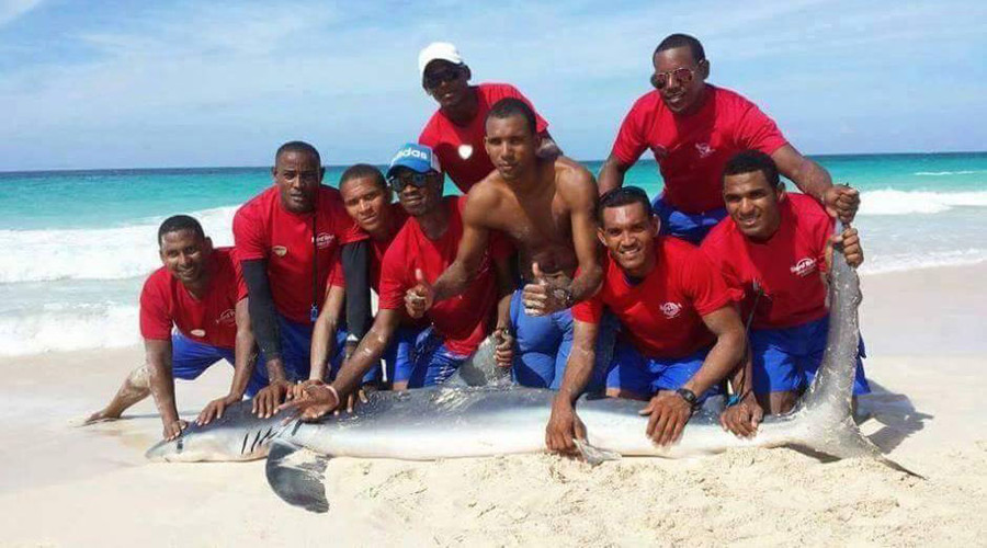 Shark dies after lifeguards & tourists drag it out of sea for photos (VIDEO, PHOTOS)