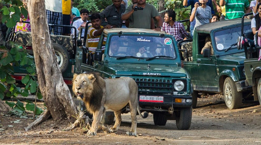 Man-eaters: 3 lions given ‘life sentence’ in India after killing & eating humans