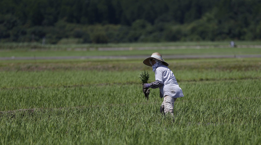 Fukushima rice to be sold in Britain