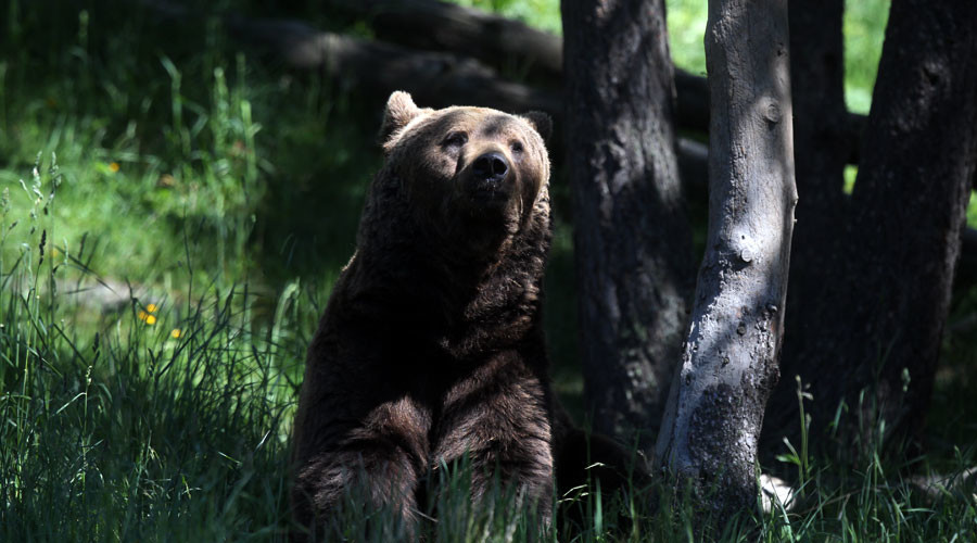 Woman gives birth deep in Siberian forest as police shoo away bears