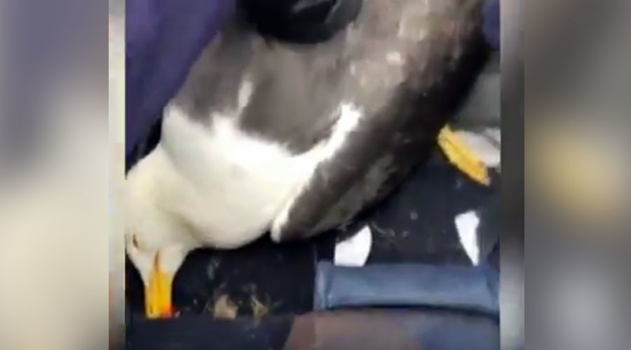 Helicopter v Seagull: Only one side survived their mid-air collision (VIDEO)