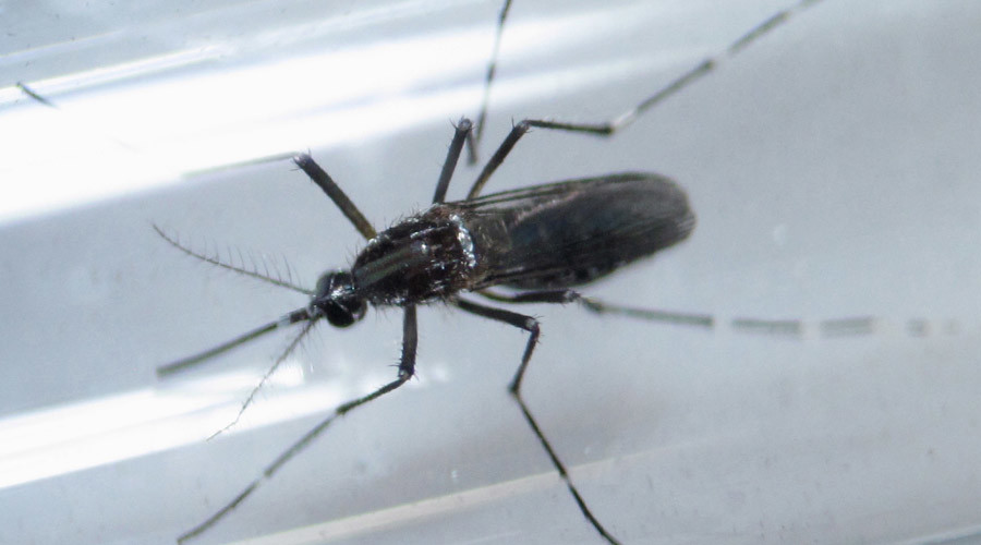 Senate Democrats block Zika funding bill over GOP provisions