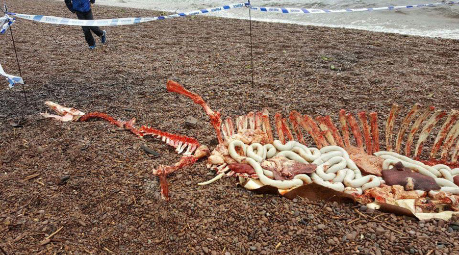Ach naw: Remains of Loch Ness monster found along shoreline (PHOTOS)