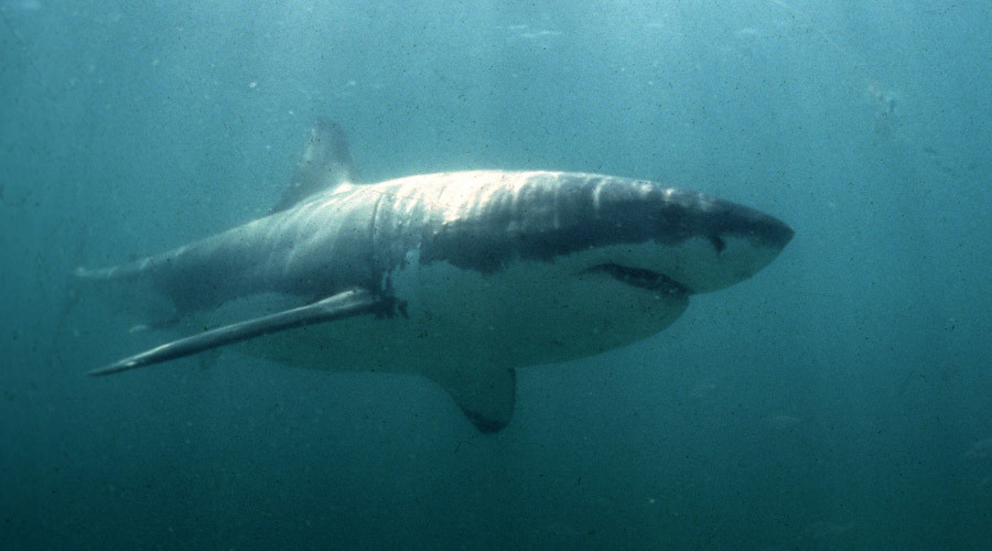 ‘Sharktivity’ app launched to detect great whites swimming off coast of Cape Cod