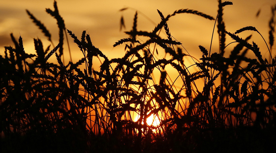 Russia set for record grain production in 2016 - UN