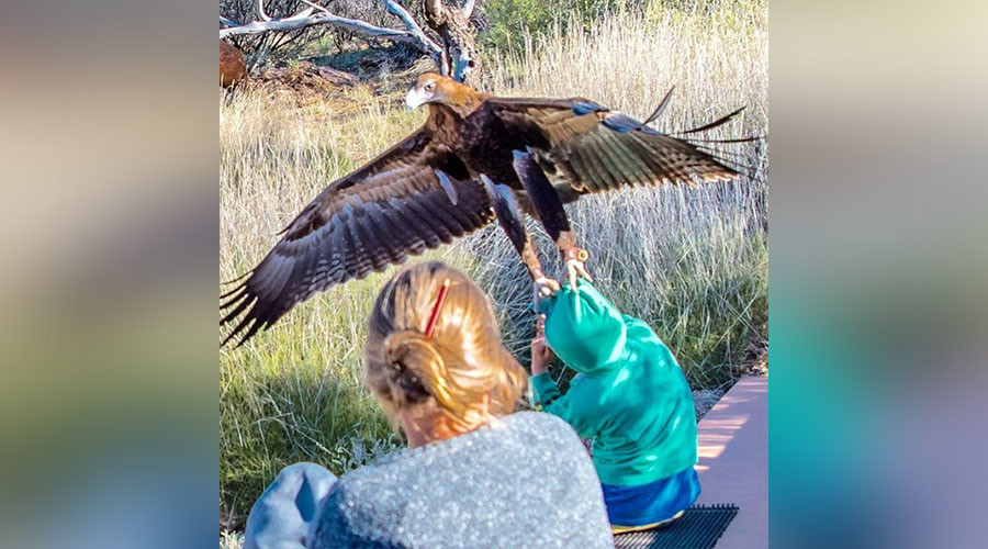 Terrifying moment huge eagle tries to snatch boy caught on camera (PHOTO)