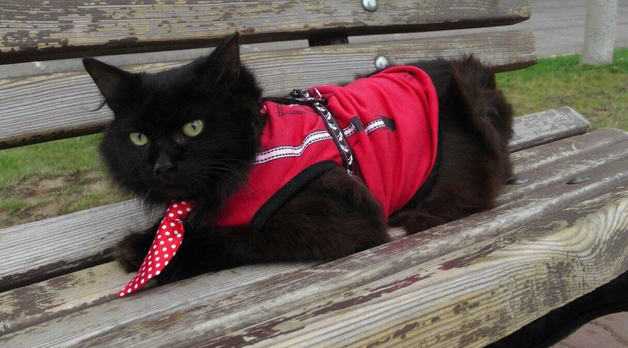In Hank the Cat’s pawprints: Hippo the Cat to stand for Russian parliament
