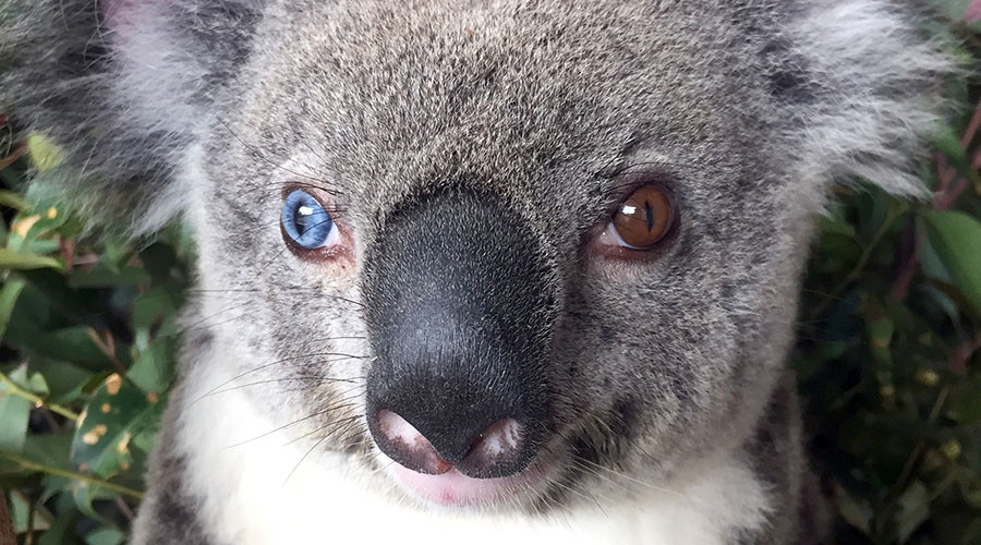 Stars in her eyes: ‘Bowie the koala’ rocks music visionary’s iconic gaze