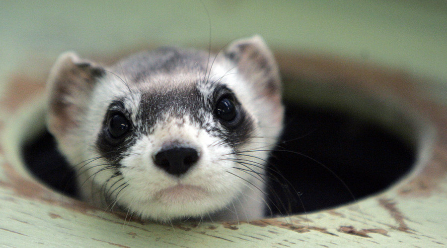 Vaccine-laden M&M’s to be distributed via drone for endangered ferrets