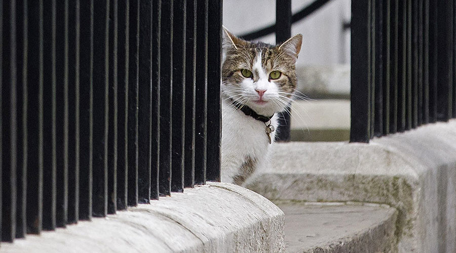 I Love Larry The Downing Street Cat I Ll Prove It Cameron Tells   5786375ac4618876208b4599 