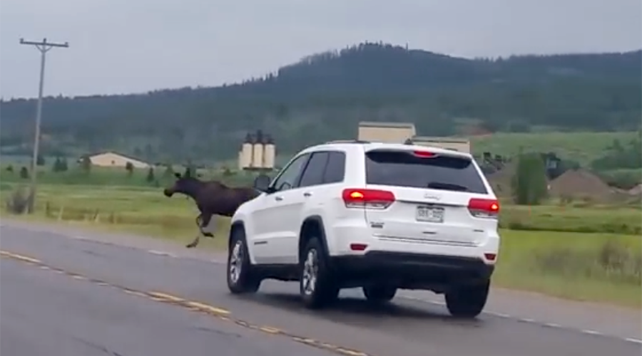 Moose miraculously survives extreme crash with SUV (GRAPHIC VIDEO)