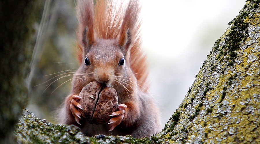 Pack of squirrels attack Cornish child, leaving him pouring blood