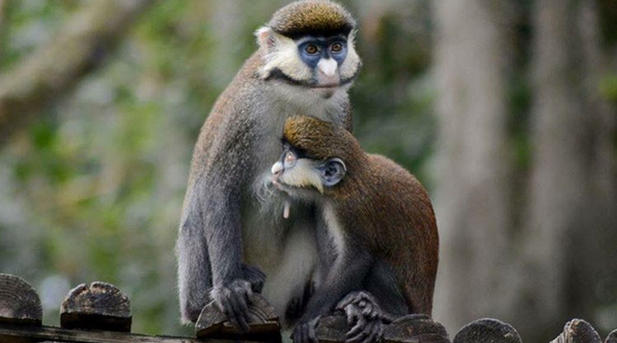 Dogs kill 3 monkeys in night-time raid on Louisiana zoo