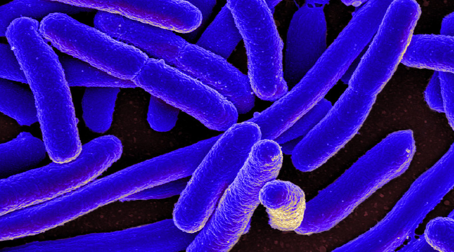 Bacteria ‘wind farms’ could power electronic devices – study