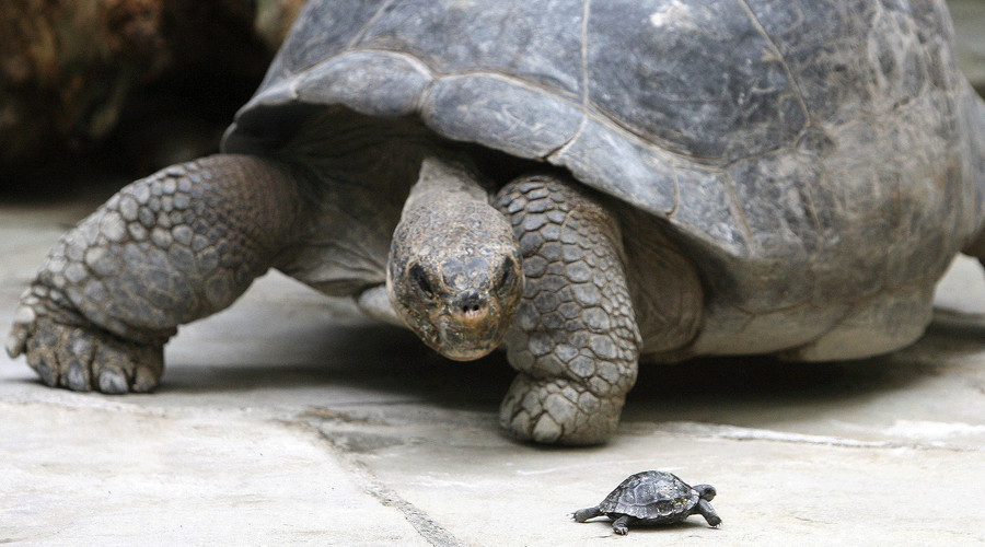 Turtle didn’t develop shells for protection, but for digging – research