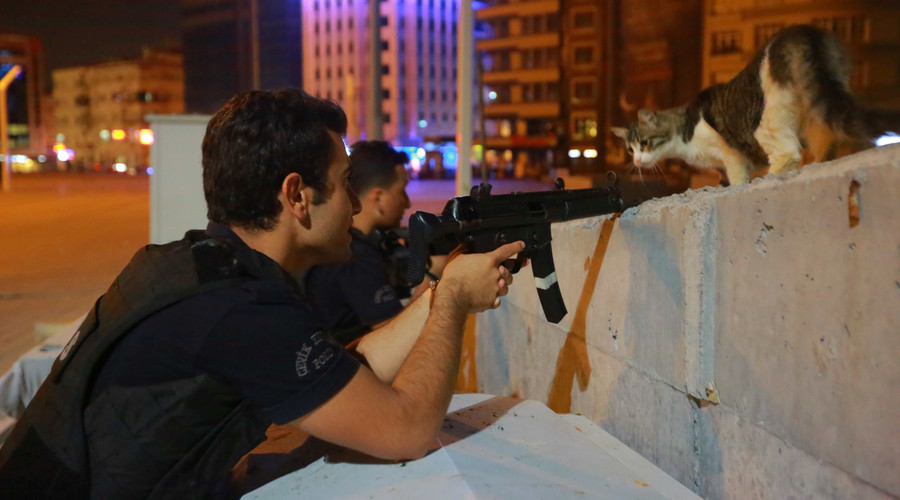 Defiant cat wins over internet during attempted coup in Turkey