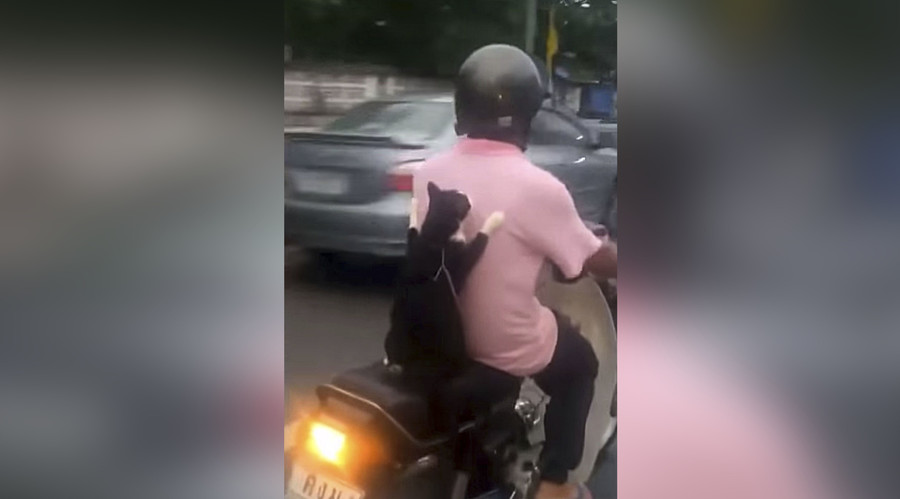 Feline cat-ching ride on back of scooter is best thing you’ll see today (VIDEO)