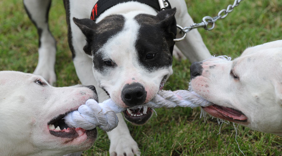 Woof justice? 100k sign petition to save #DeathRowDog as breeding laws slammed