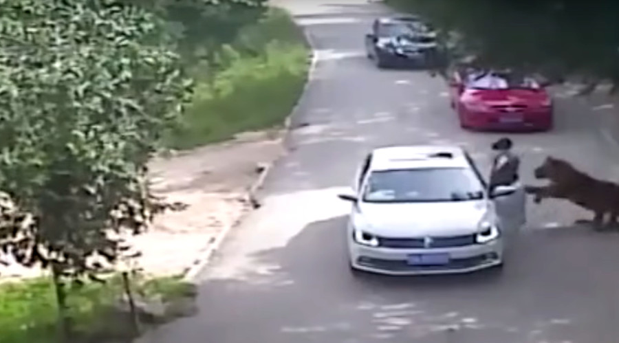 Tiger mauls woman to death at Chinese wildlife park (VIDEO)