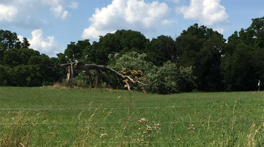 Get busy living, or get busy dying: Iconic tree from ‘Shawshank Redemption’ uprooted in storm