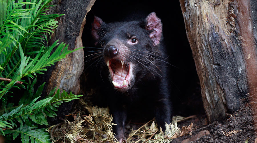 Devil's cousin: Carnivore capable of 'slicing up' animals 5mn yrs ago identified in Australia