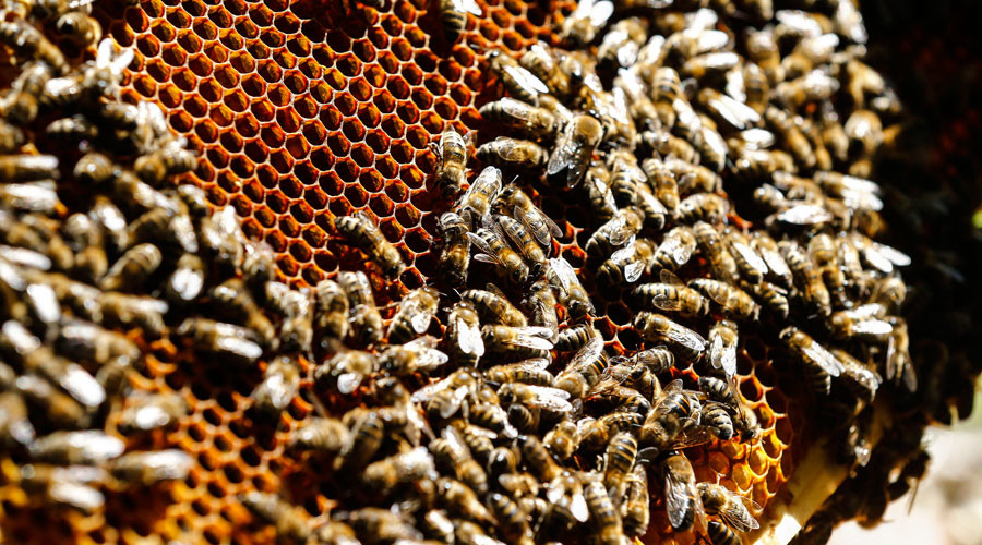 Common pesticide kills up to 40% of sperm in bees, possibly leading to shrinking population – study