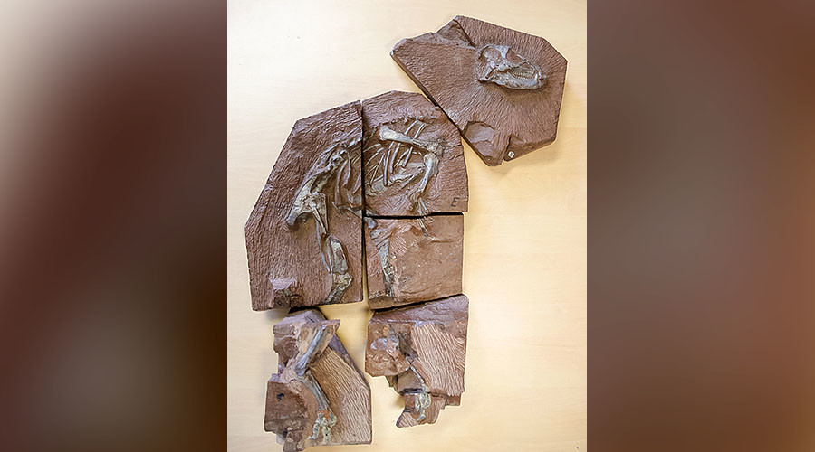 X-ray scans of 'exceptional' dinosaur skeleton shed new light on 200mn-yo fossil (PHOTOS)