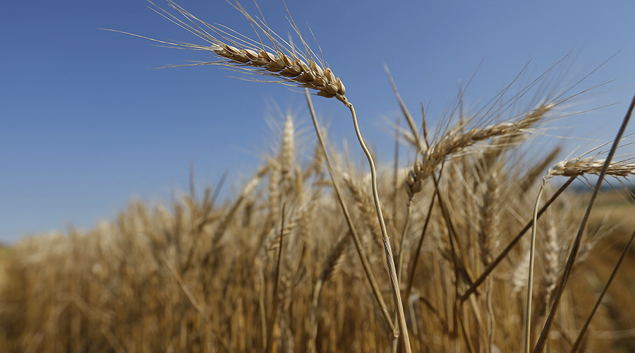 Unauthorized GMO wheat plants found growing in Washington state