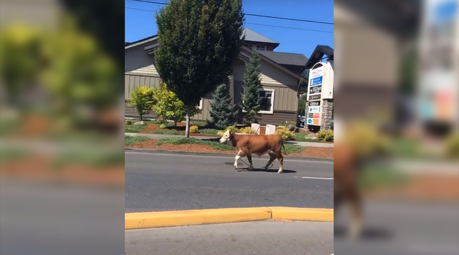 Outlaw cow refuses to be taken alive – coppers!