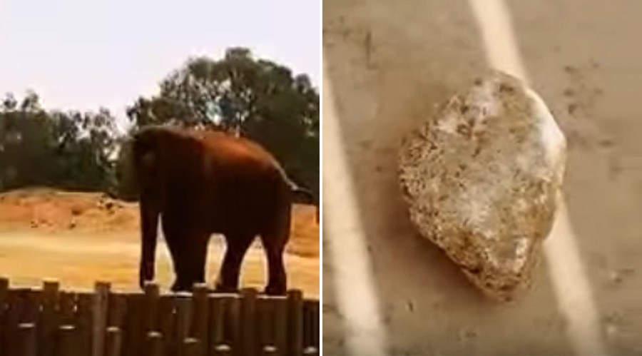 Girl dies in freak accident at Moroccan zoo when elephant hurls rock, hitting her on head (VIDEO)