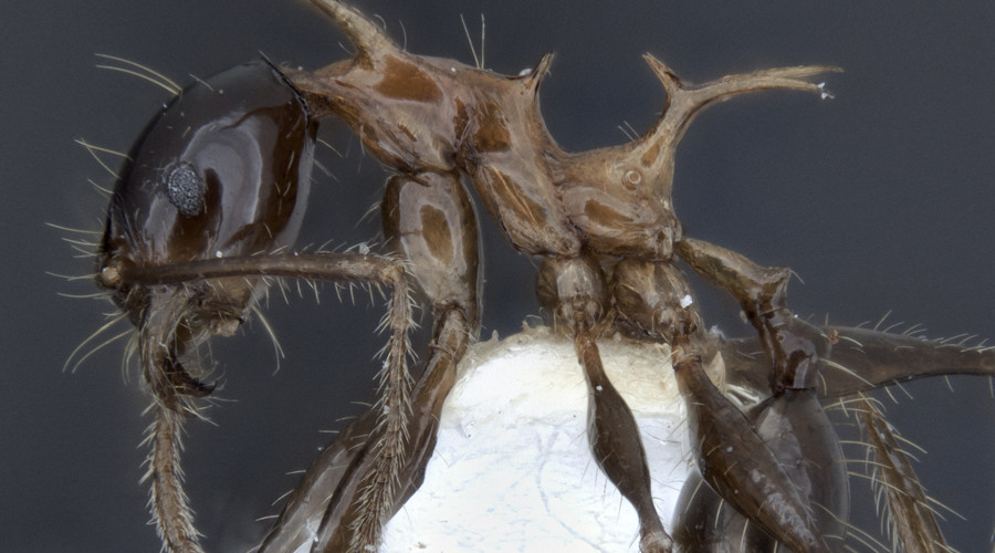 Scientists discover two new species resembling GoT dragons (VIDEO)