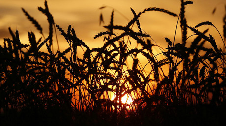 Ears of wheat are seen during sunset  in the village of Solgon, southwest from Krasnoyarsk, Russia © Ilya Naymushin