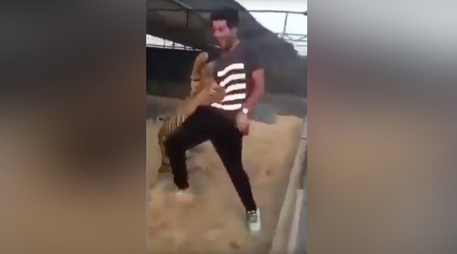 Tiger in Saudi Arabia attacks man after he tries to play with it (VIDEO)