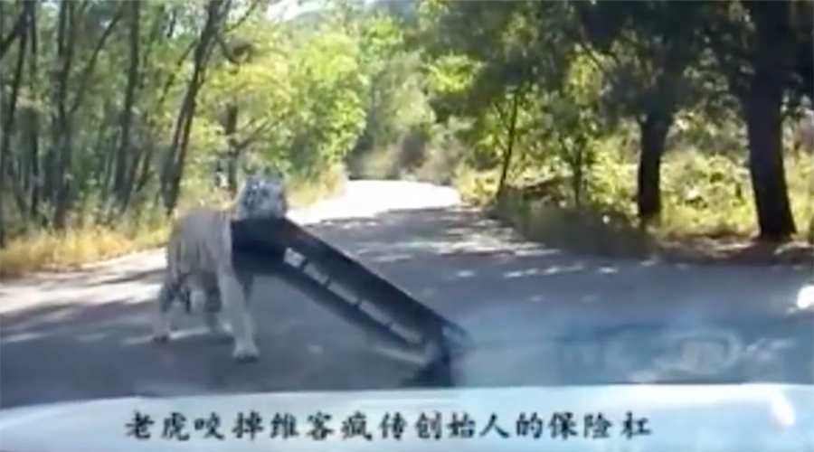 Tiger Strikes Again At Beijing Park Where Woman Was Mauled To Death Video — Rt Viral