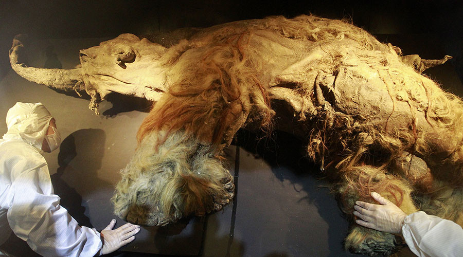 Dying for a drink: Thirst killed last of the mammoths, study finds