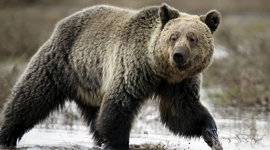 Oil market enters bear territory as glut fears revive