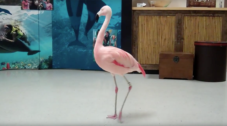 Flamingo euthanized at Florida park after visitor launches violent attack on bird